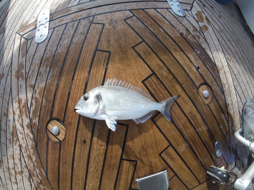 orada pescada a Barcelona mitjançant canla i esquer per CharterInad.com 