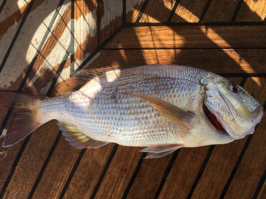 Denton / Dentex dentex