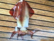 calamar/Loligo vulgaris /