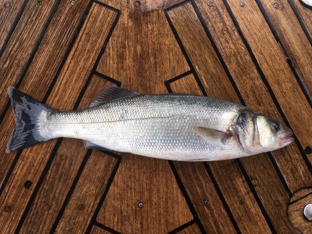 Lubina / Dicentrarchus labrax /