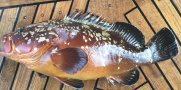 Mero / Grouper 
