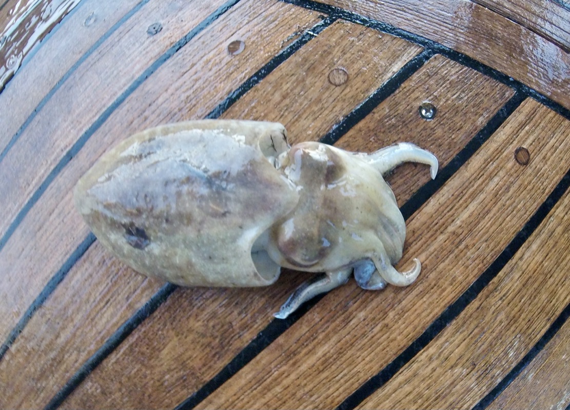 pescar sipia a Barcelona desde embarcació  amb charterinad.com 