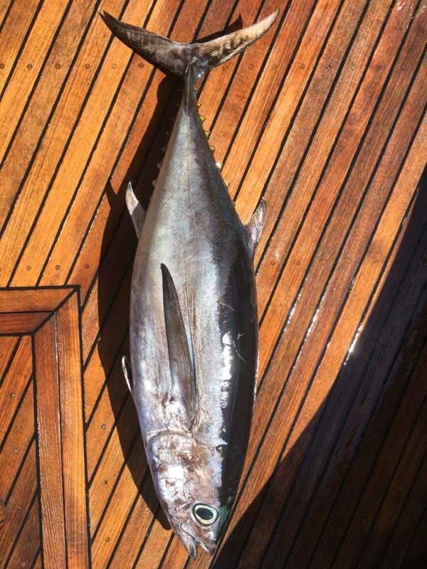 albacore fishing trip by charterinad.com
