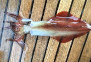 calamar / squid