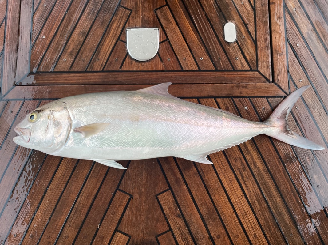 amberjack caught in Barcelone by charterinad.com 