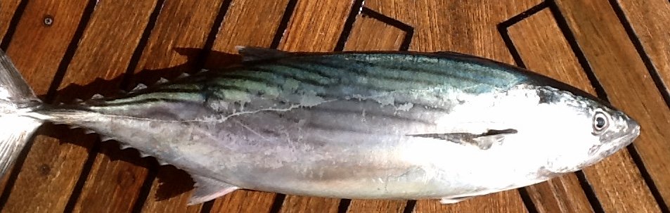 Pescar bonito en Barcelona